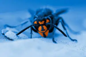 contrôle fiscal surprise